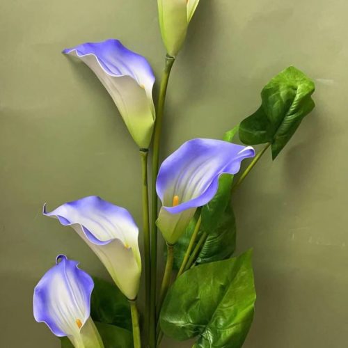 Калла 5 голов