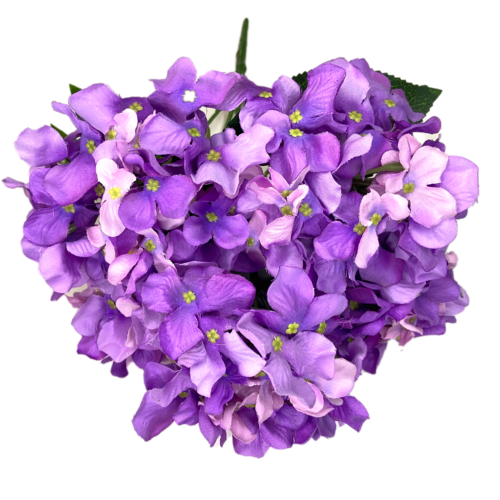 Фиалки 5 голов